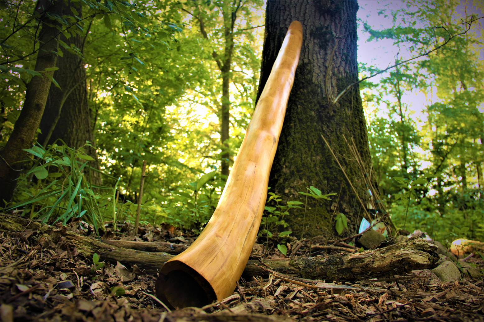 Didgeridoo in the Forest
